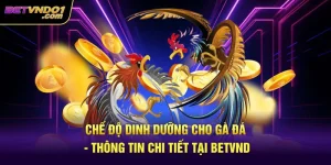 Chế Độ Dinh Dưỡng Cho Gà Đá - Thông Tin Chi Tiết Tại Betvnd