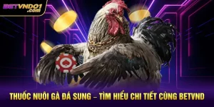 Thuốc Nuôi Gà Đá Sung – Tìm Hiểu Chi Tiết Cùng Betvnd