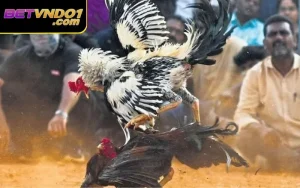 Đá Gà Có Bị Cấm Không? Làm Sao Để Chơi Đá Gà An Toàn, Hợp Pháp