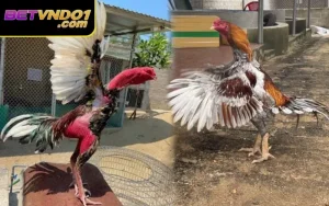 Tổng Hợp Các Thông Tin Về Luật Chơi Đá Gà Bắc, Trung, Nam