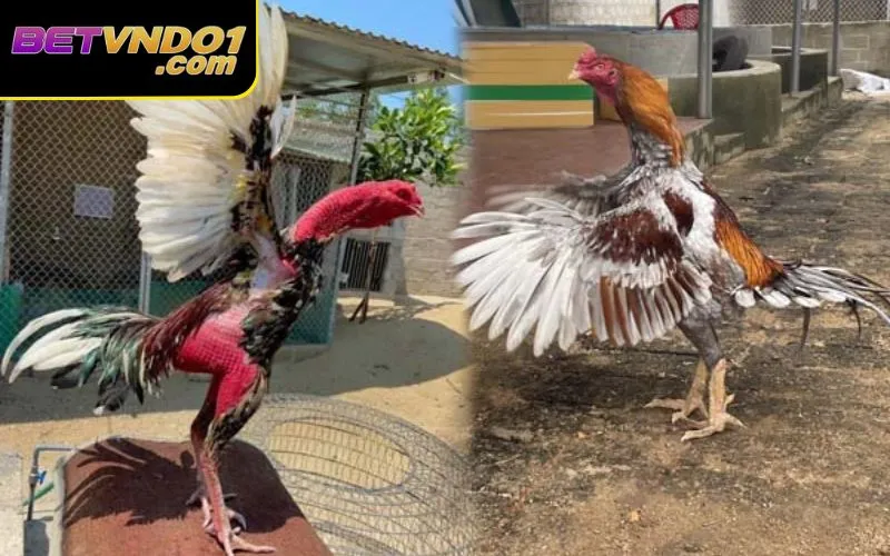 Tổng Hợp Các Thông Tin Về Luật Chơi Đá Gà Bắc, Trung, Nam