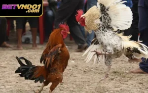 Quy Định Đá Gà 2025 - Quy Tắc Và Luật Chơi Gà Đá Mới Nhất