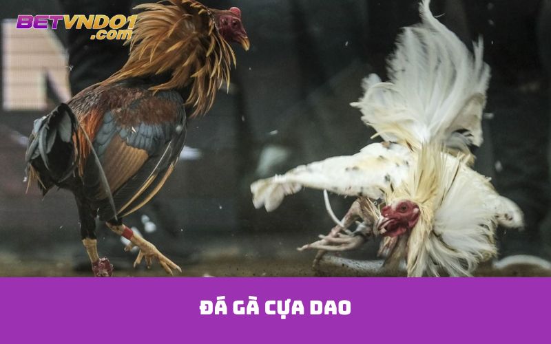 Đá gà cựa dao