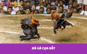 Đá gà cựa sắt