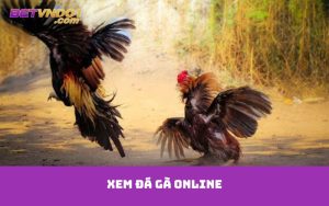 xem đá gà online